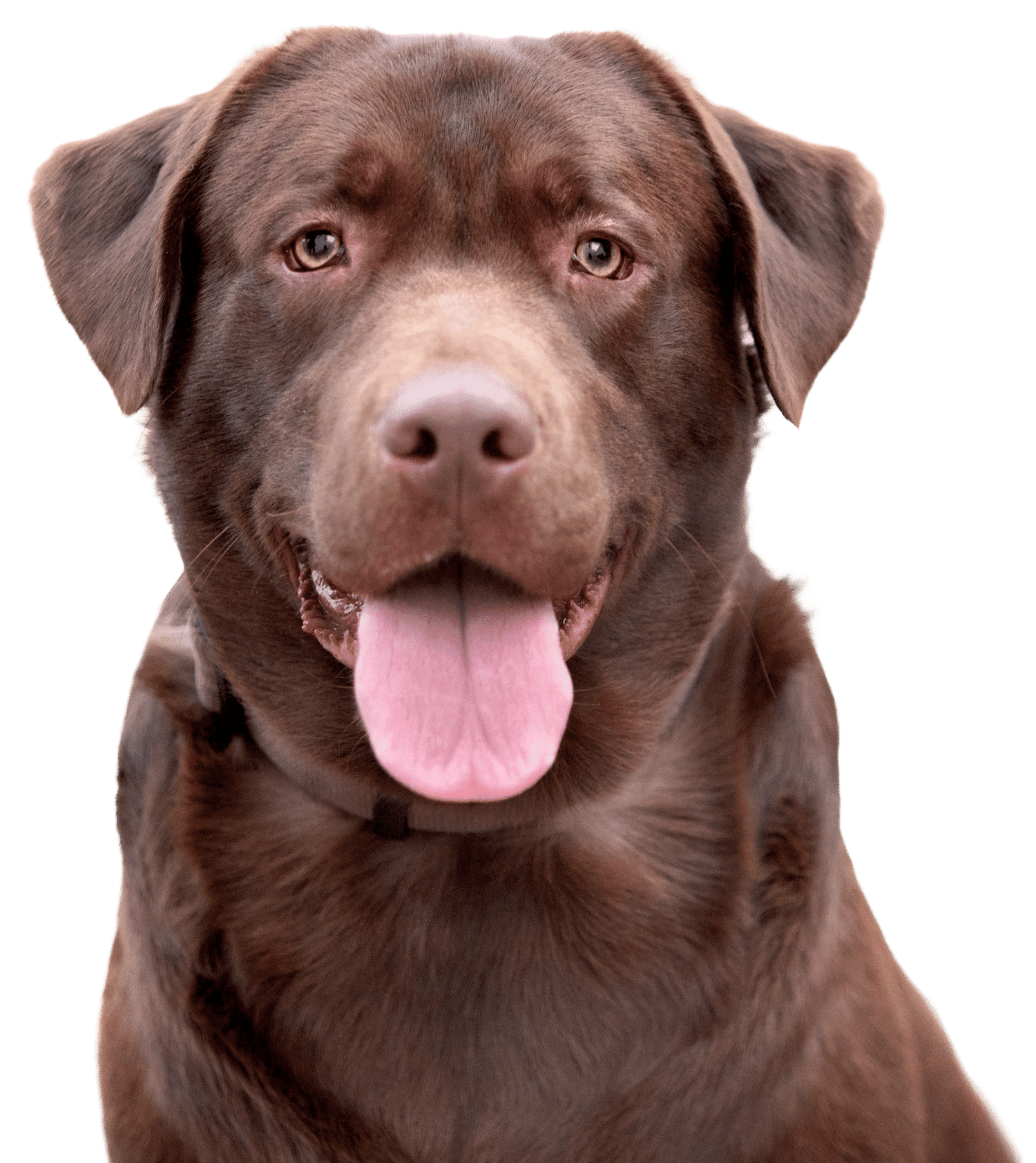 Chocolate Lab looking straight ahead