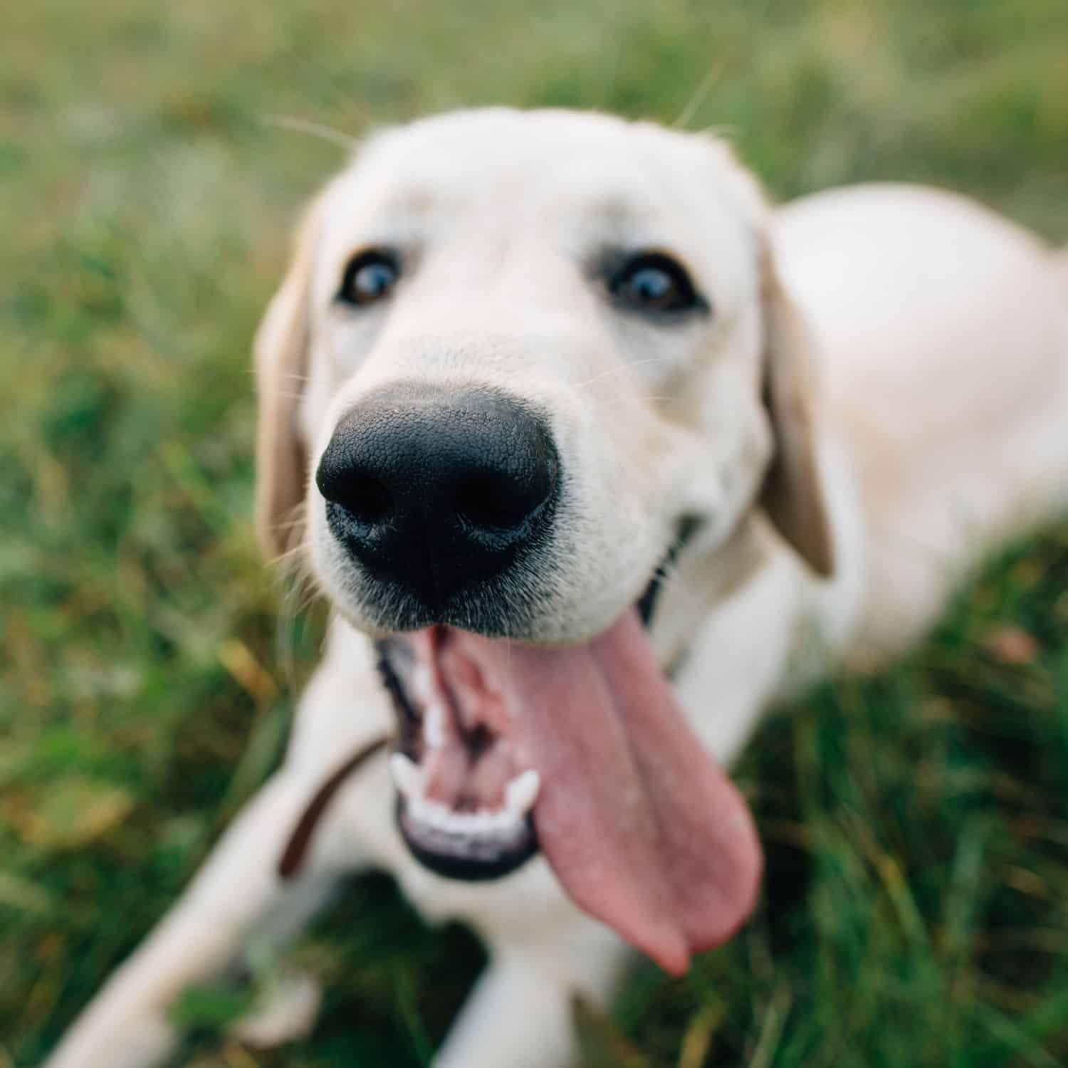 Happy yellow Labrador retriever