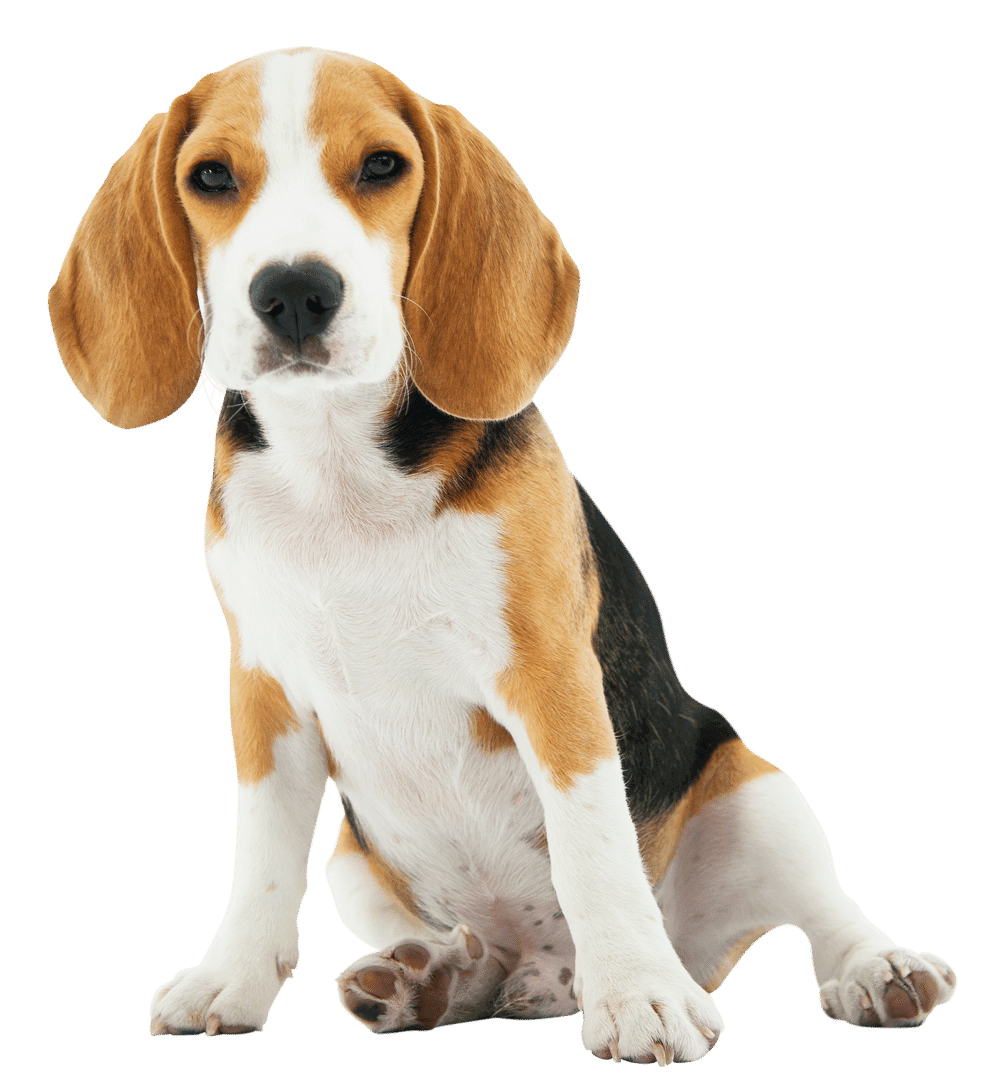 Beagle sitting