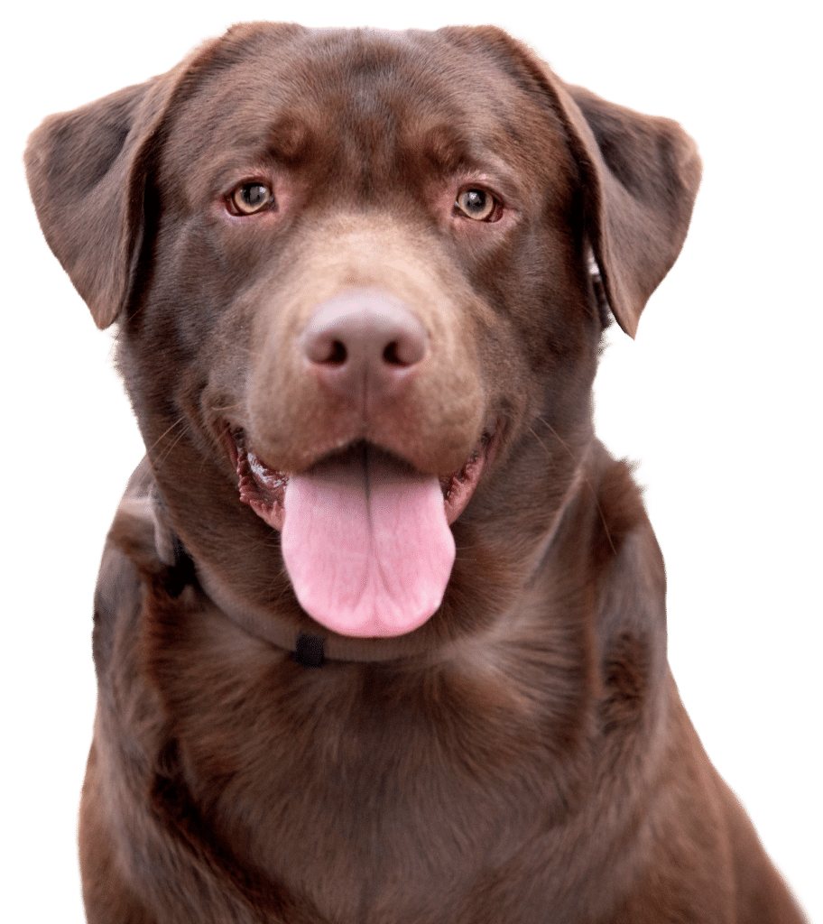 Chocolate Lab looking straight ahead