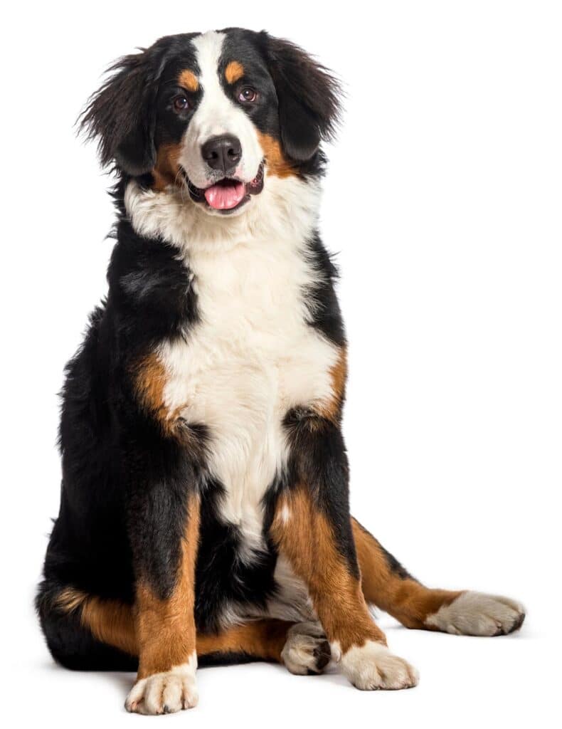 Happy Berniese Mountain dog, sitting and looking straight ahead