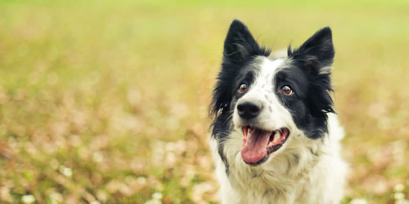Dog ready to play in yard area