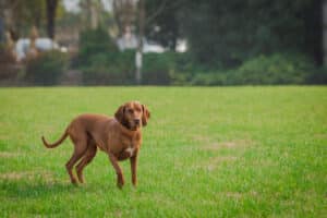 dog playing off lead in yard.