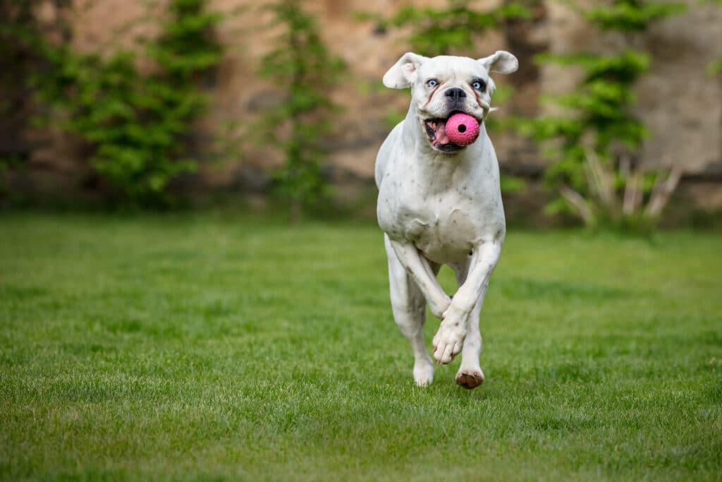 dog off leash in yard with an invisible dog fence.